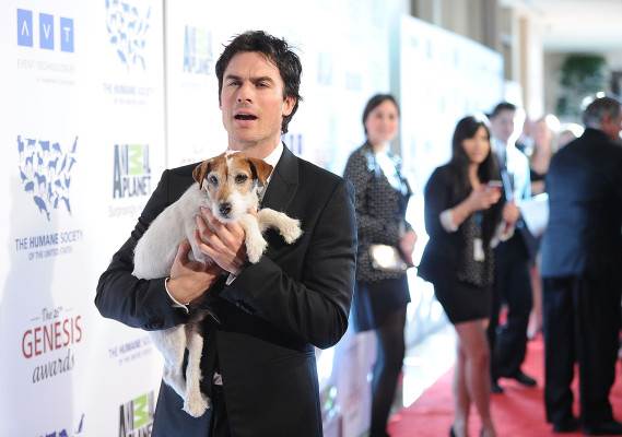 Ian Sommerhalder pic #465841