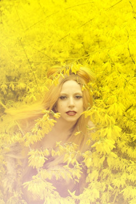 Lady Gaga pic #417094