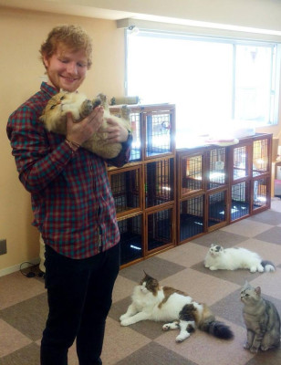 photo 13 in Ed Sheeran gallery [id1169144] 2019-08-19 00:00:00