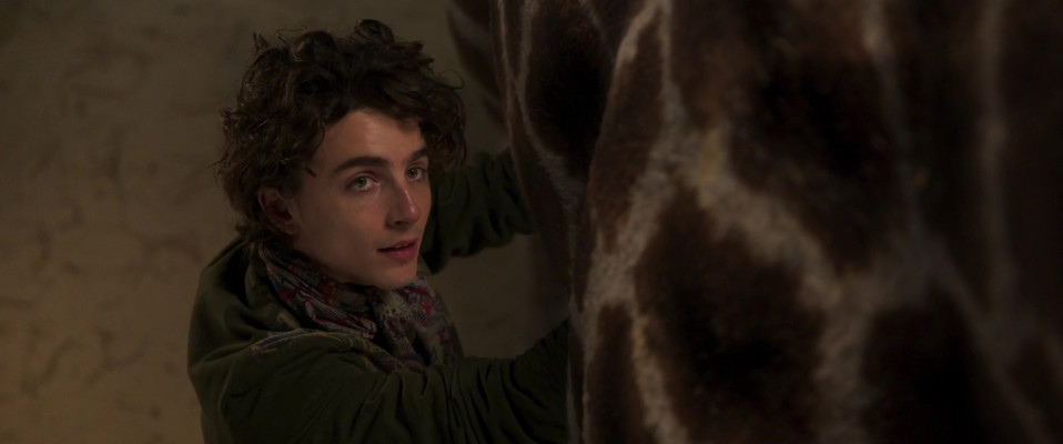 photo 19 in Chalamet gallery [id1351246] 2024-06-01 00:00:00
